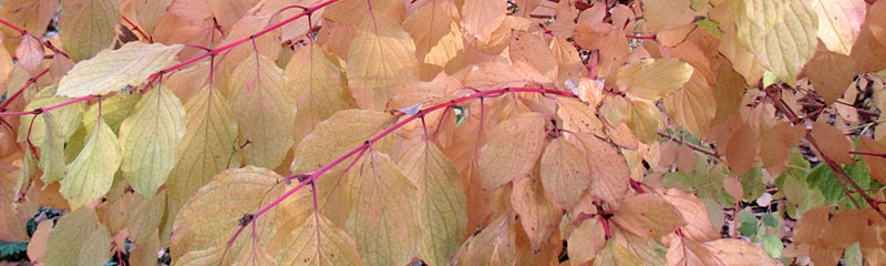 pale yellow autumn leaves