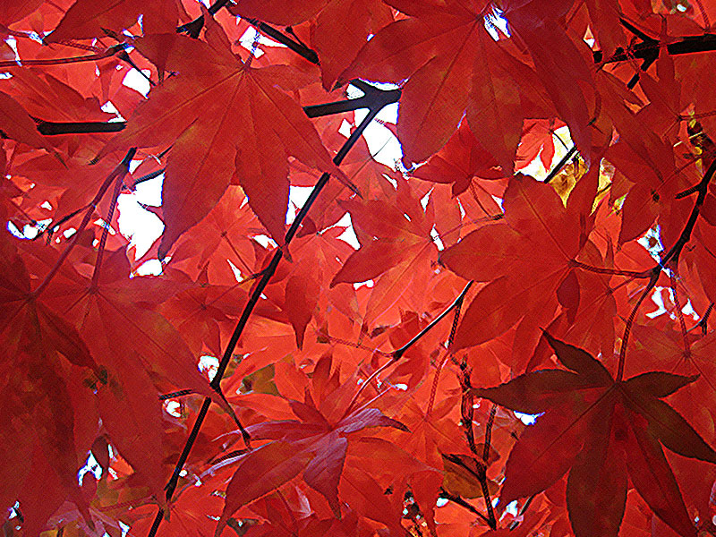 red maple leaves