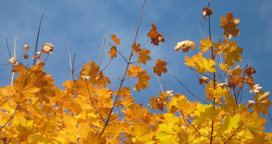 yellow leaves against a blue sky