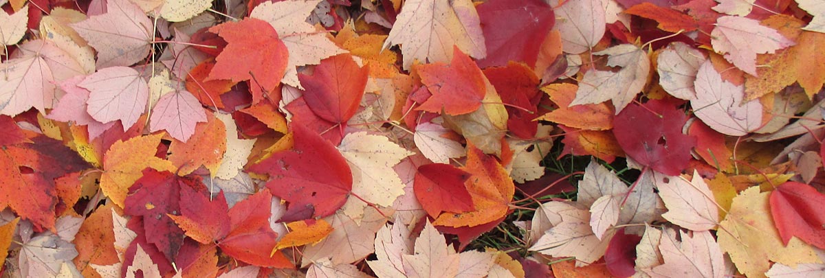 autumn leaves on lawn