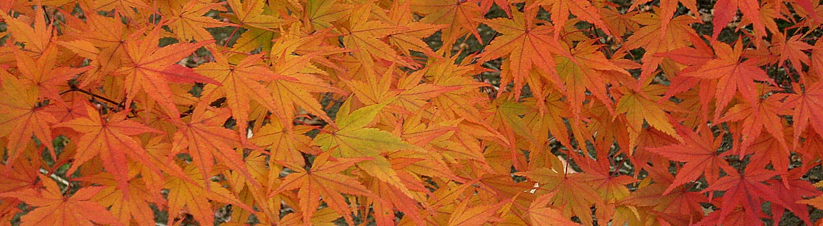 orange maple leaves