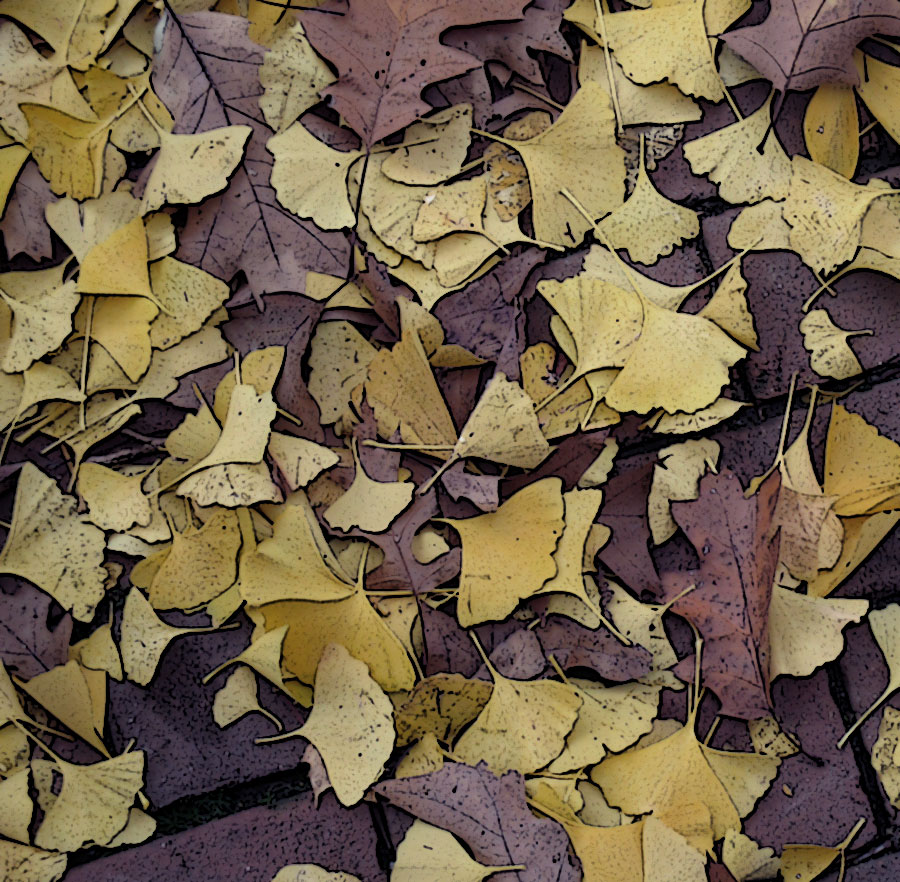 gingko leaves on sidewalk