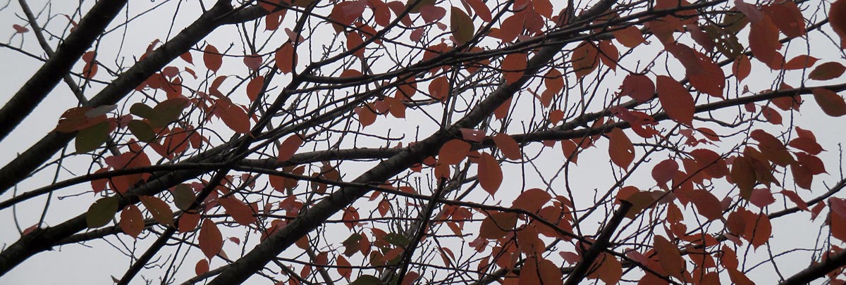 red leaves on branches against the sky