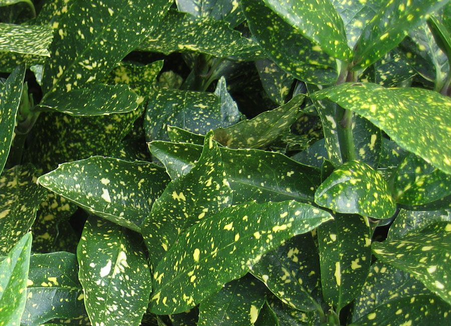 spotted green leaves