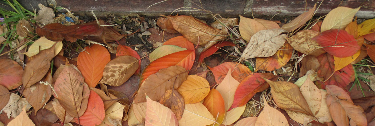 autumn leaves on sidewalk