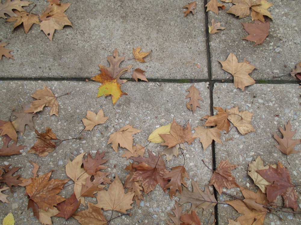 leaves on sidewalk