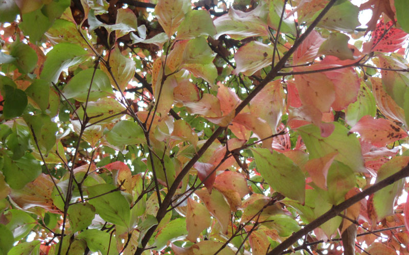 red and green leaves